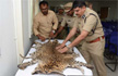 17 held for killing and selling leopard skin